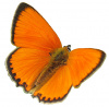 Logo Hospizdienst